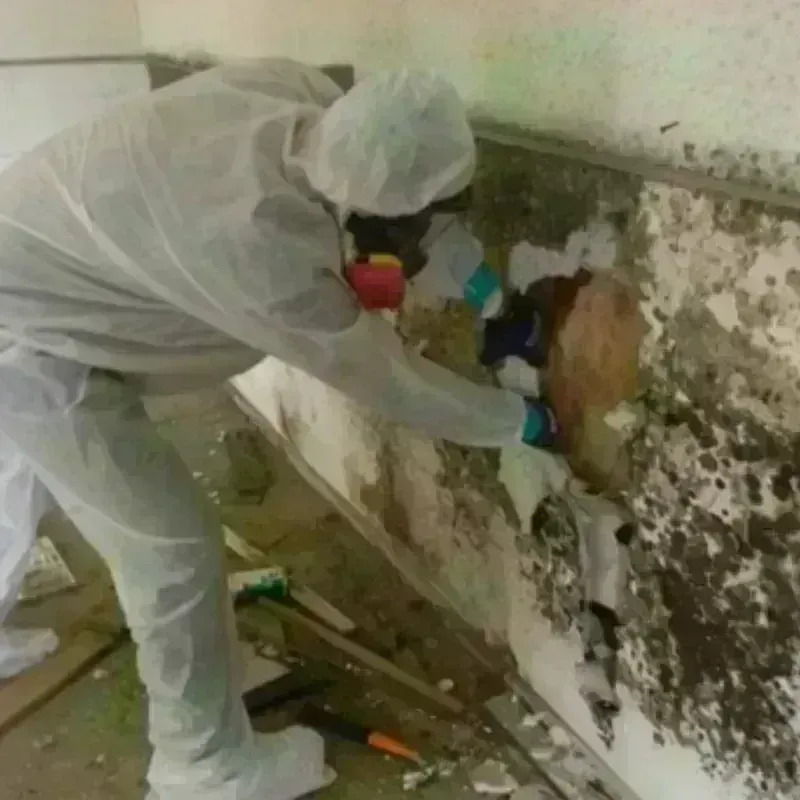 Mold Remediation and Removal in Fairfax, SC